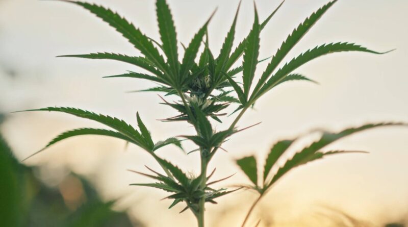 Close-up of a cannabis plant