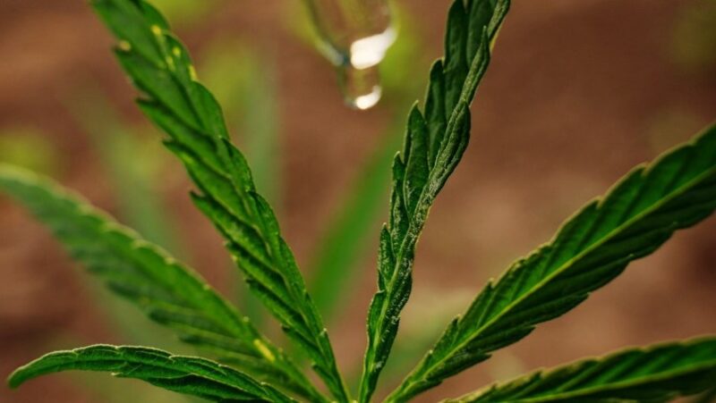 Close-up view of vibrant green cannabis leaves